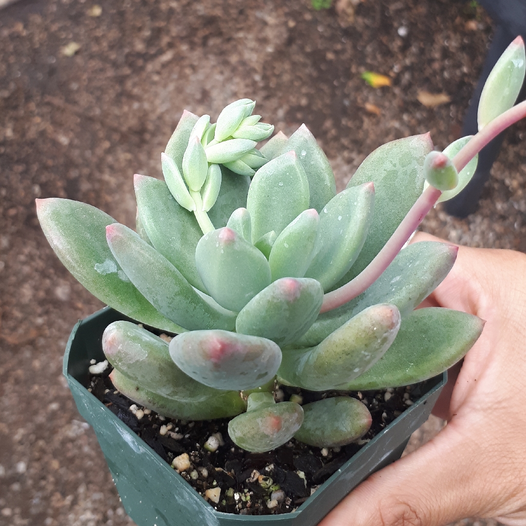 Pachyveria Royal Flush in the GardenTags plant encyclopedia