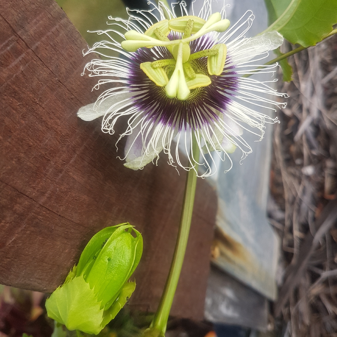 Passionfruit Panama Gold in the GardenTags plant encyclopedia