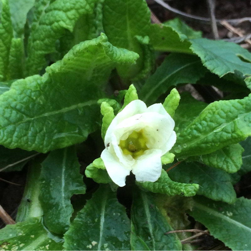 Primrose Jack-in-the-Green in the GardenTags plant encyclopedia