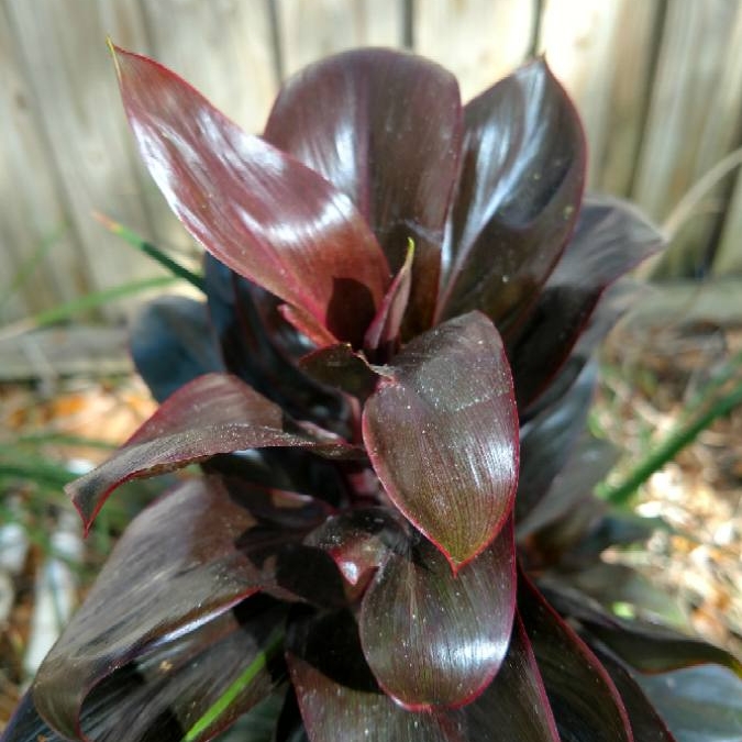 Cordyline Purple Compacta in the GardenTags plant encyclopedia