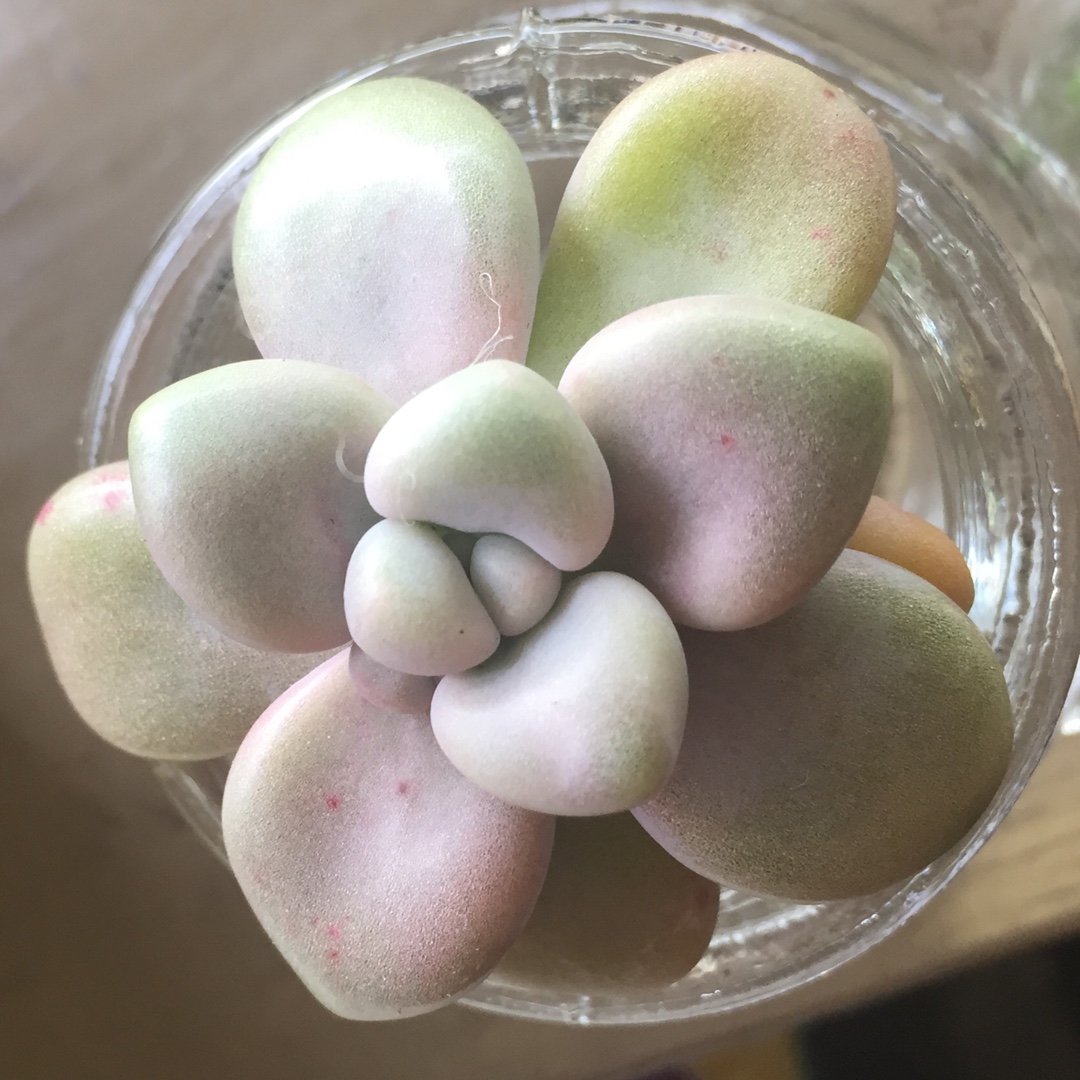 Graptopetalum Ellen in the GardenTags plant encyclopedia