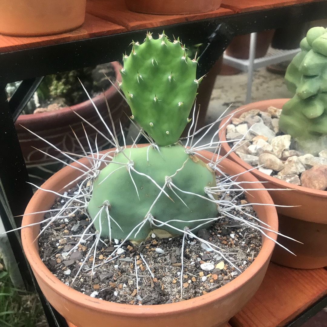 Prickly Pear in the GardenTags plant encyclopedia