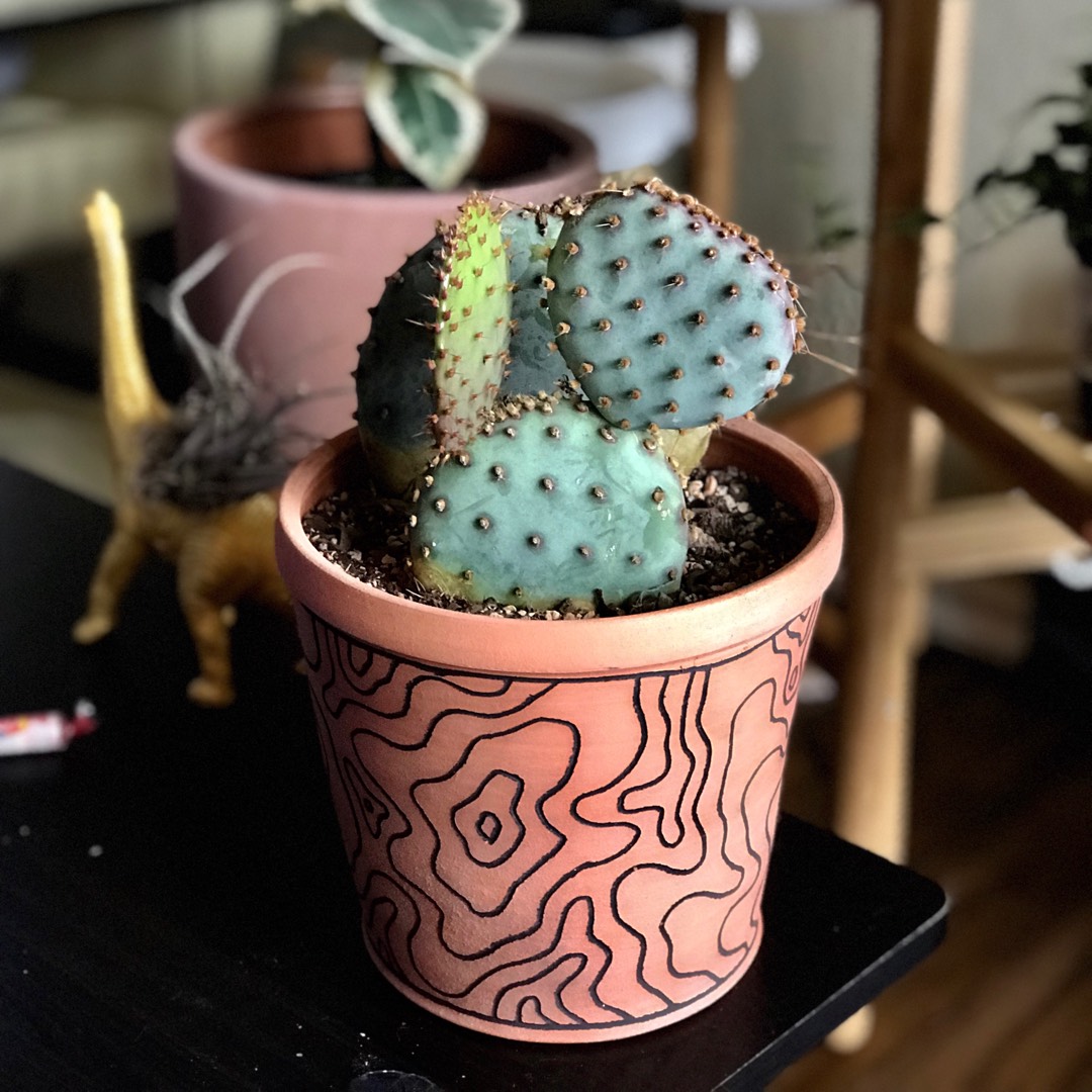 Purple prickly pear in the GardenTags plant encyclopedia