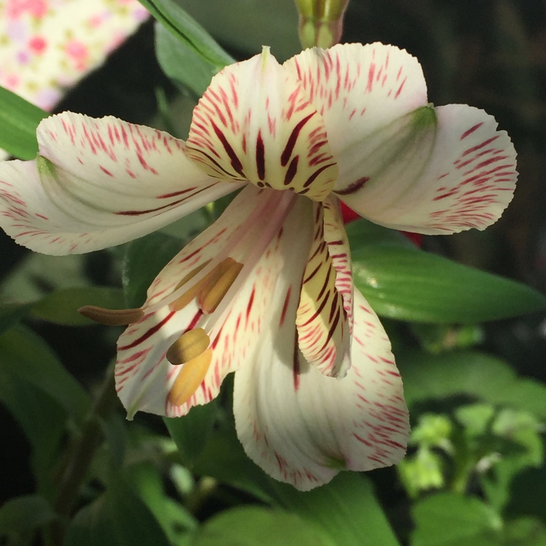 Peruvian Lily Elvira in the GardenTags plant encyclopedia