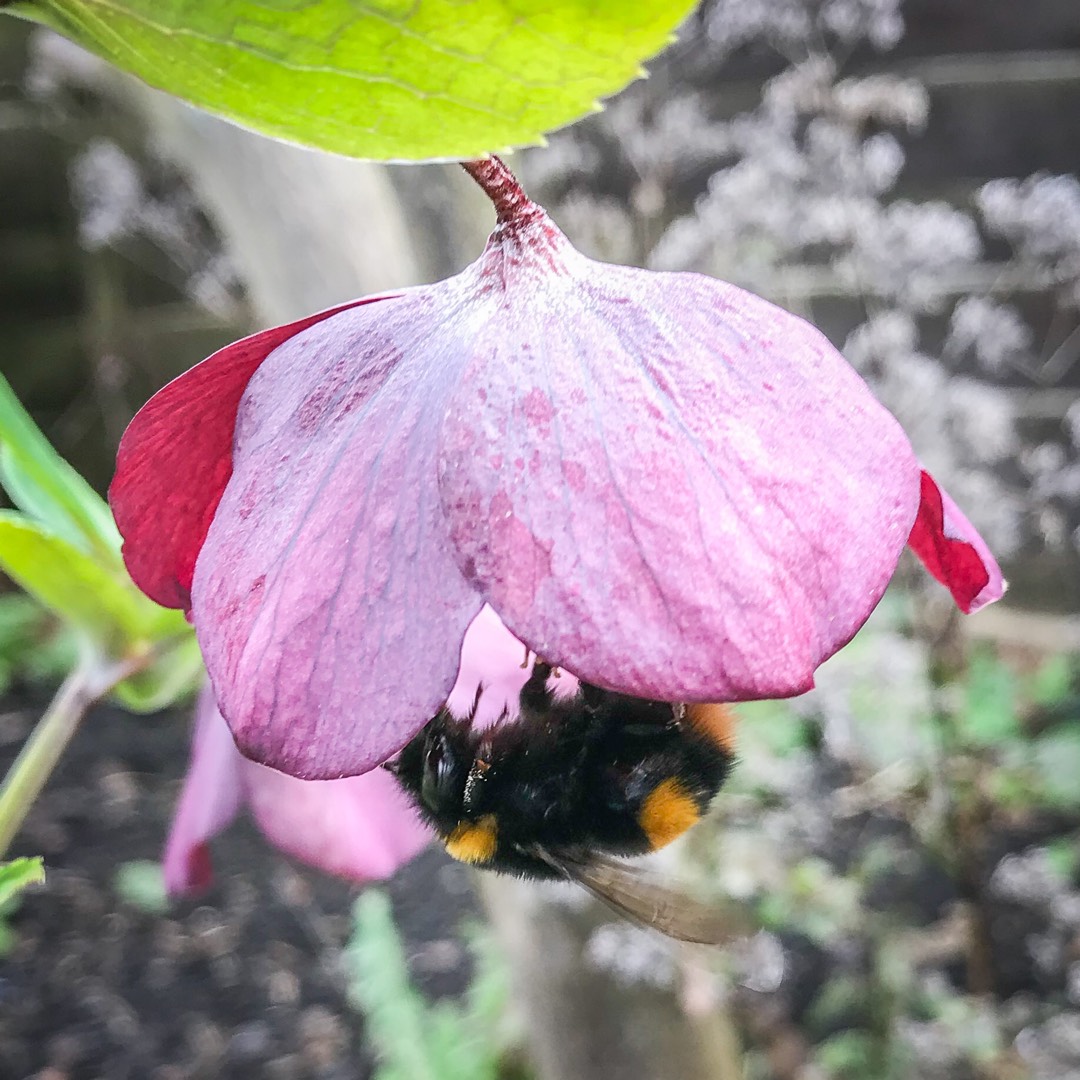 Hellebore Pretty Ellen Purple in the GardenTags plant encyclopedia