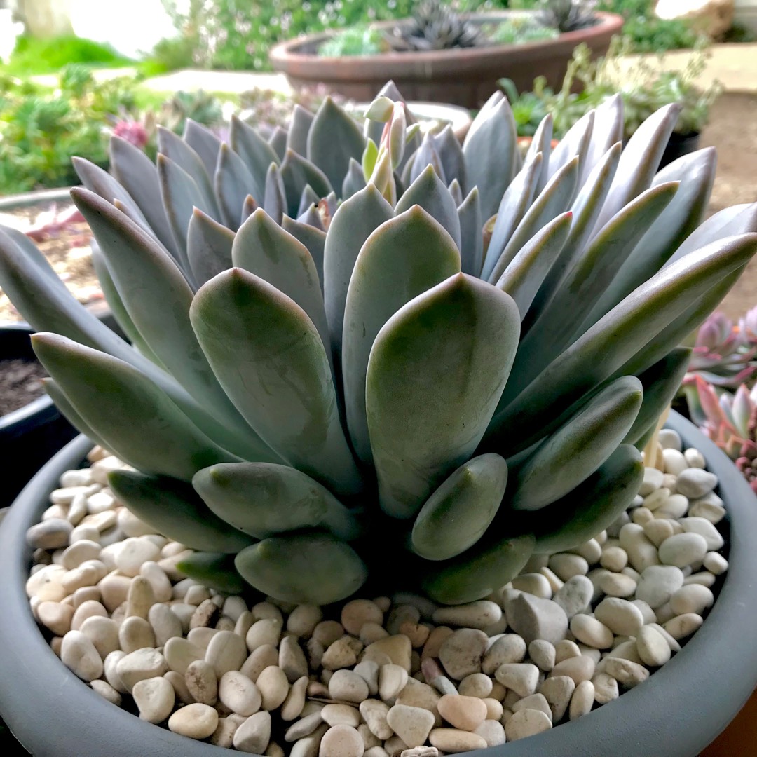 Pachyveria Draco in the GardenTags plant encyclopedia