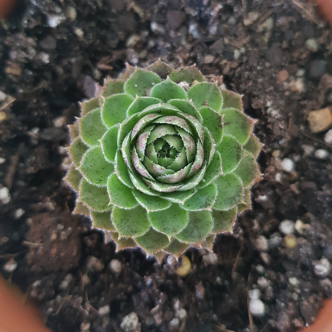 Sempervivum Topaz in the GardenTags plant encyclopedia