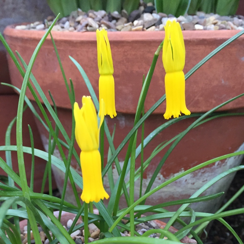 Daffodil (Species) Cyclamen-flowered Daffodil in the GardenTags plant encyclopedia