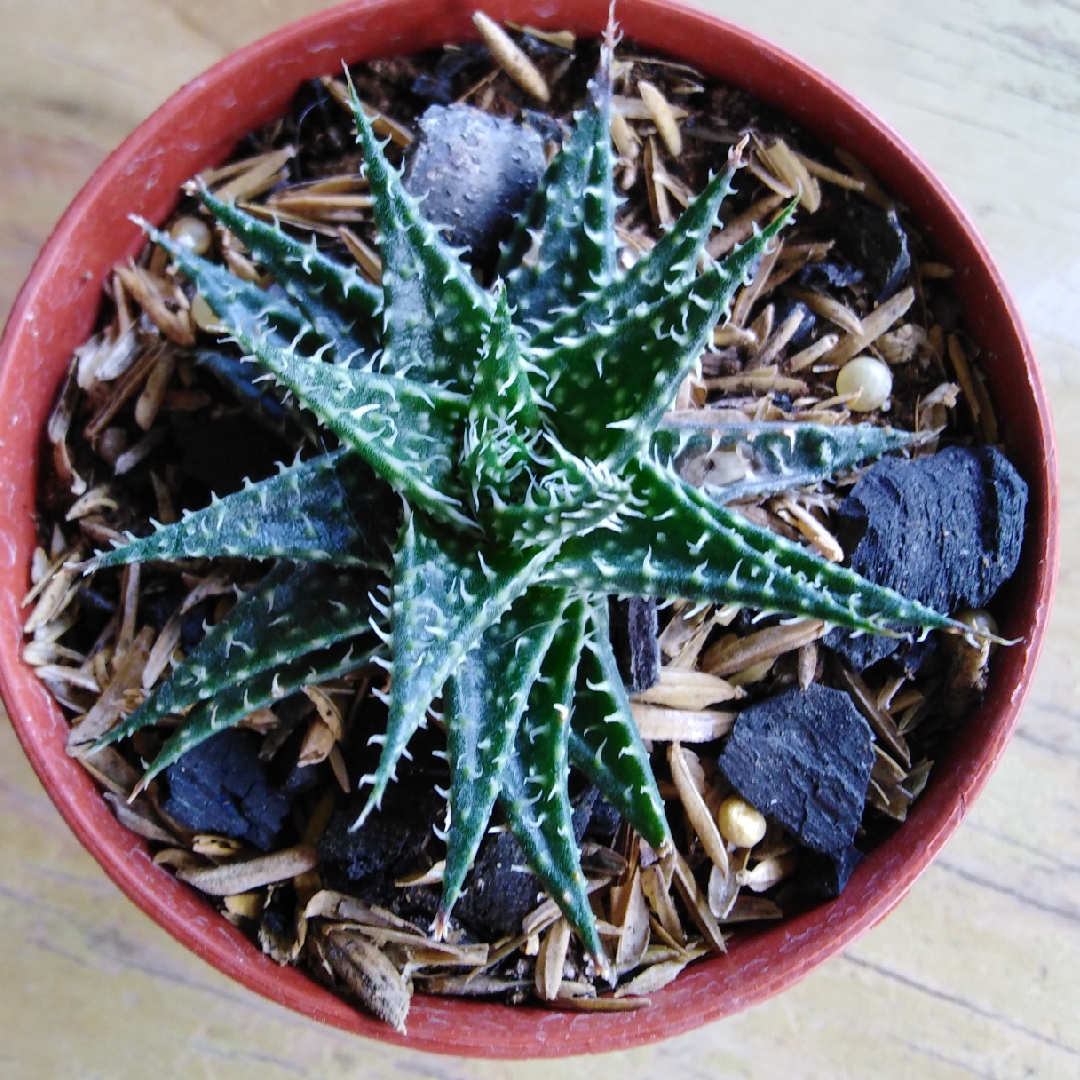 Aloe Pepe in the GardenTags plant encyclopedia