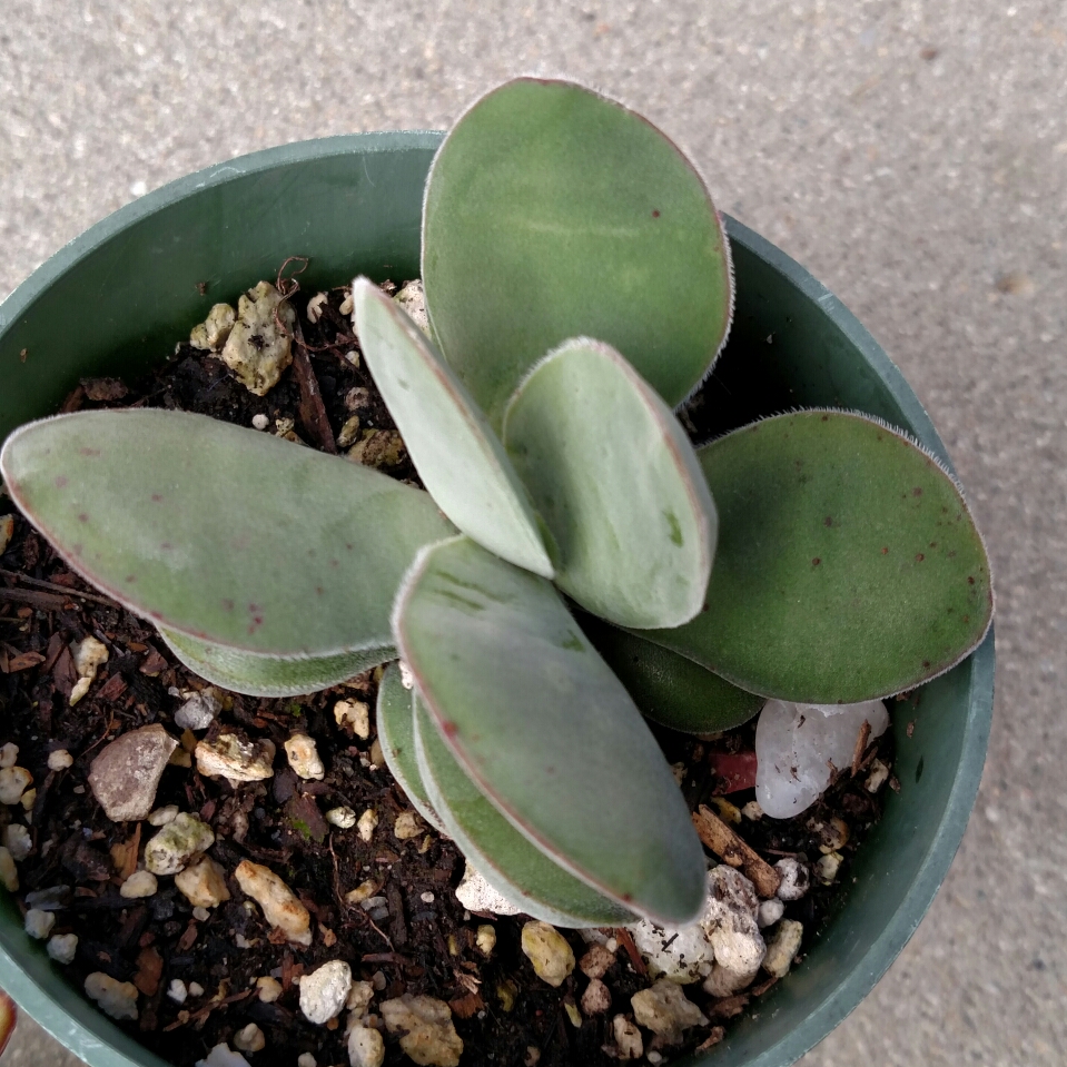 Crassula Dubia in the GardenTags plant encyclopedia