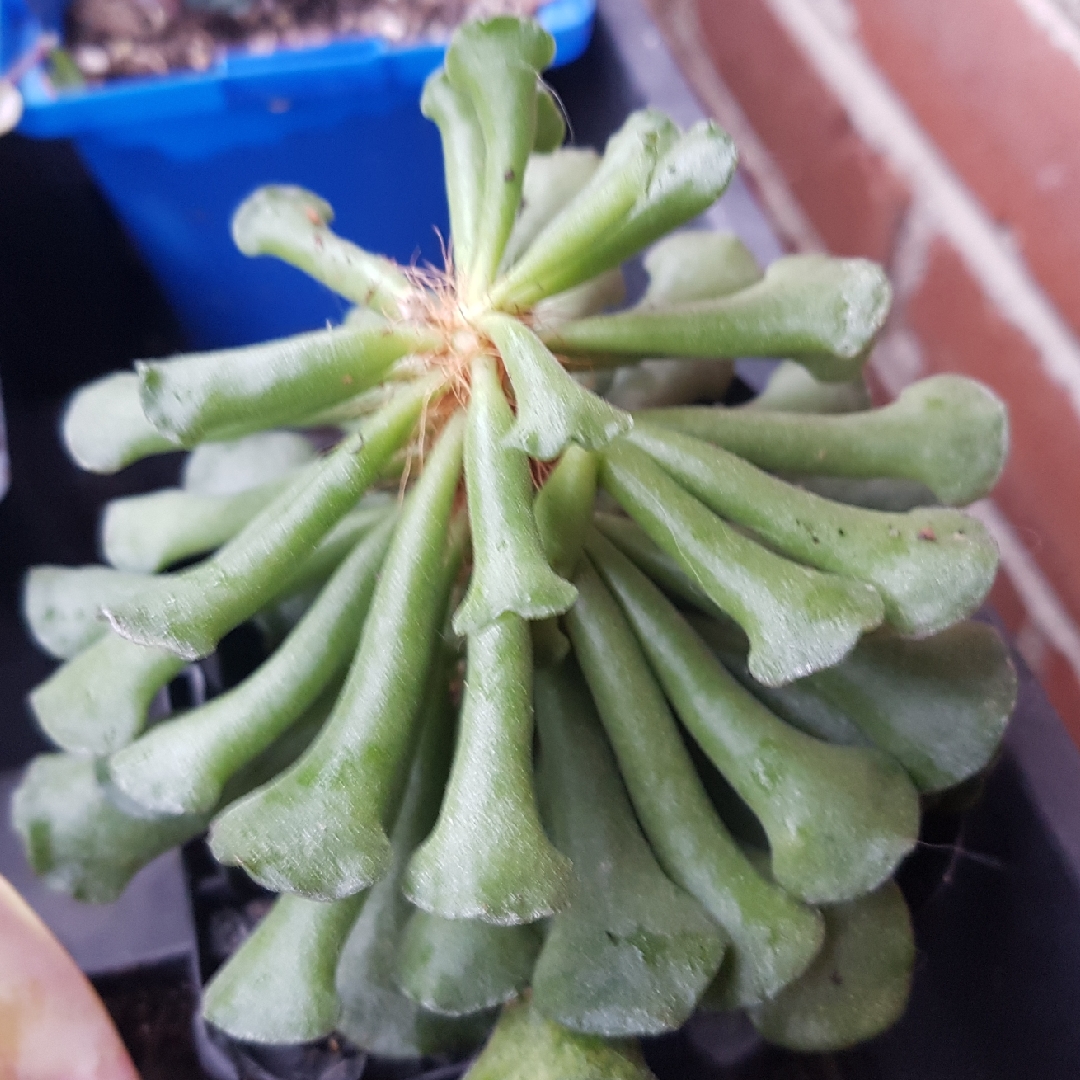 Adromischus cristatus var. clavifolius in the GardenTags plant encyclopedia