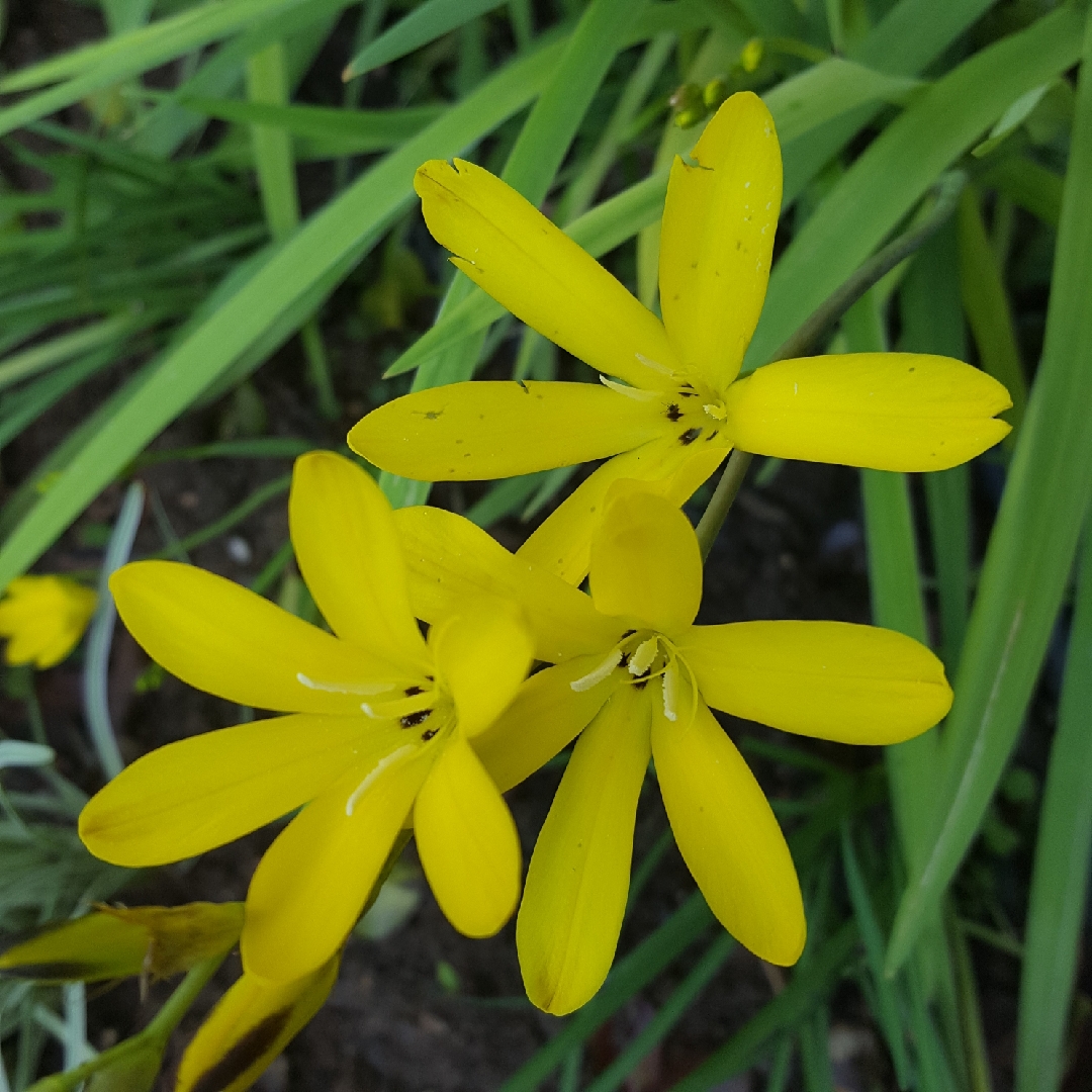 Harlequin Flower in the GardenTags plant encyclopedia