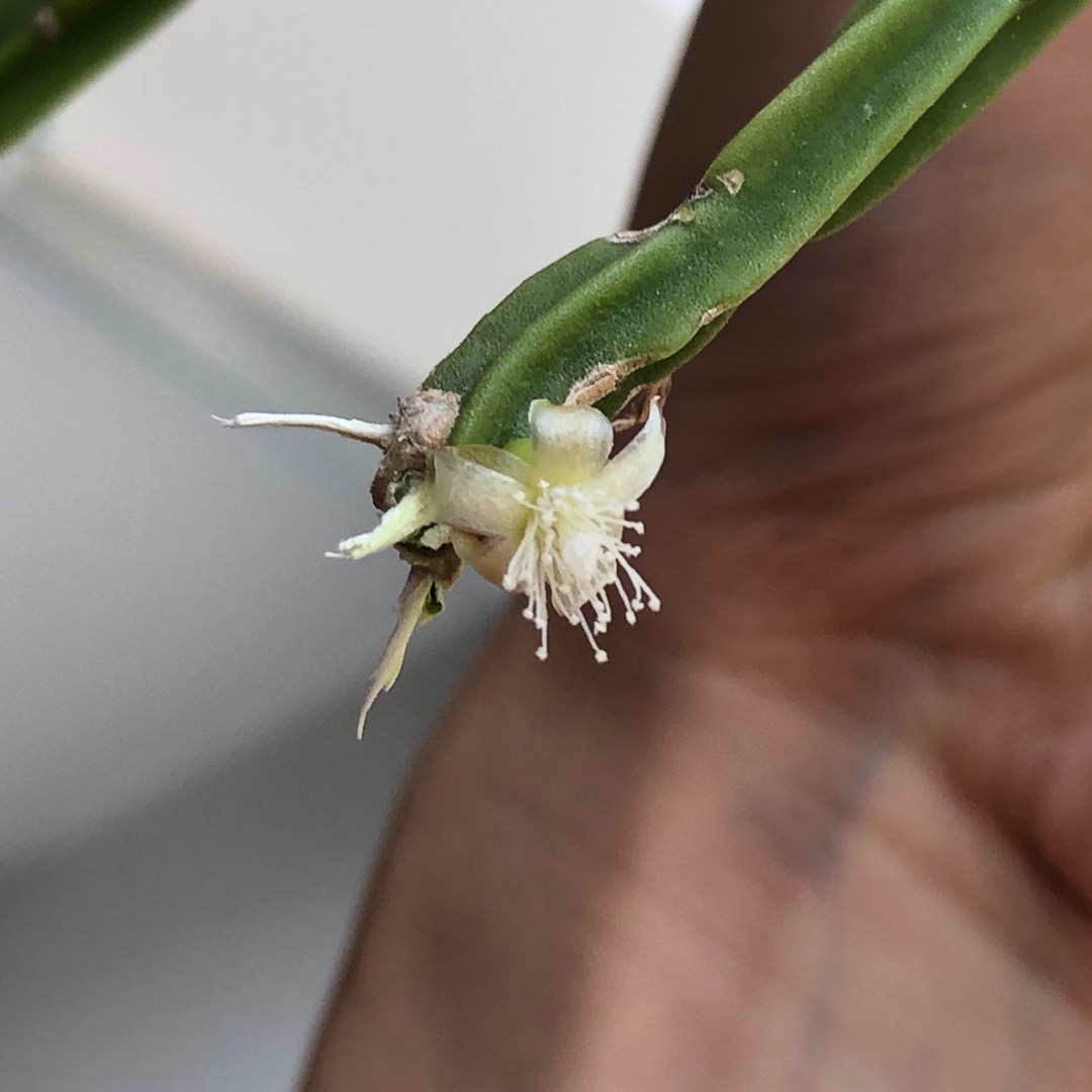 Misteltoe cactus in the GardenTags plant encyclopedia