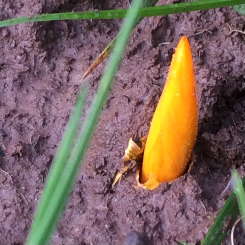 Crocus (Species) Yellow Crocus in the GardenTags plant encyclopedia