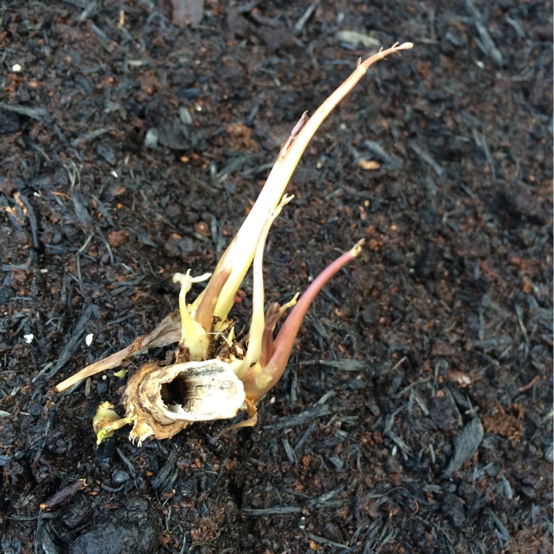 Skirret in the GardenTags plant encyclopedia