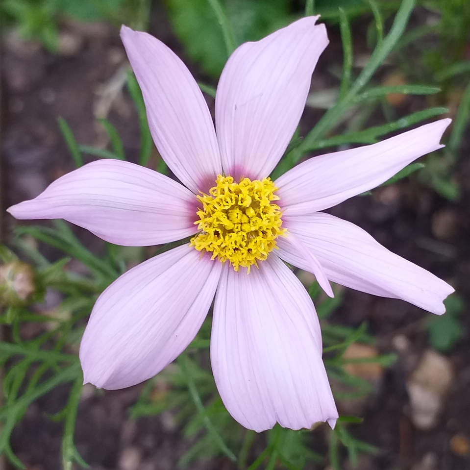 Cosmea Cosimo Collarette in the GardenTags plant encyclopedia