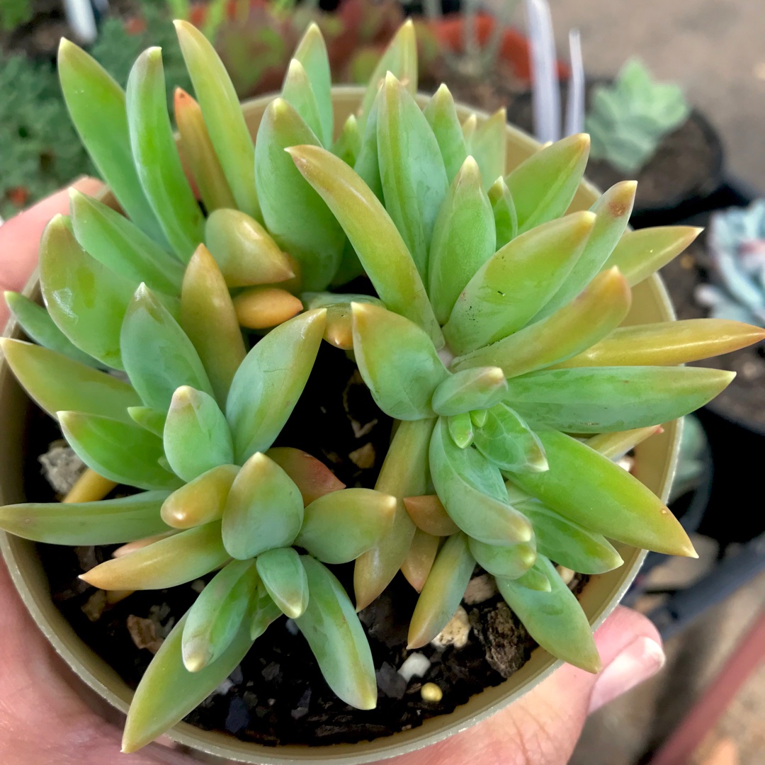 Pachyveria Bea in the GardenTags plant encyclopedia