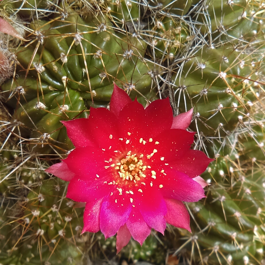 Rebutia deminuta in the GardenTags plant encyclopedia