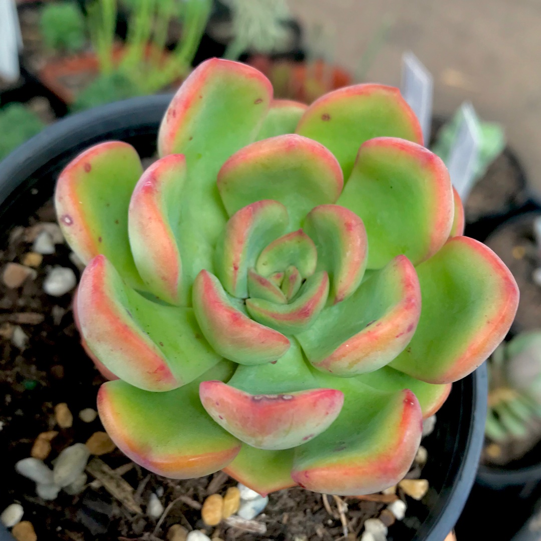 Graptoveria Worthy One in the GardenTags plant encyclopedia