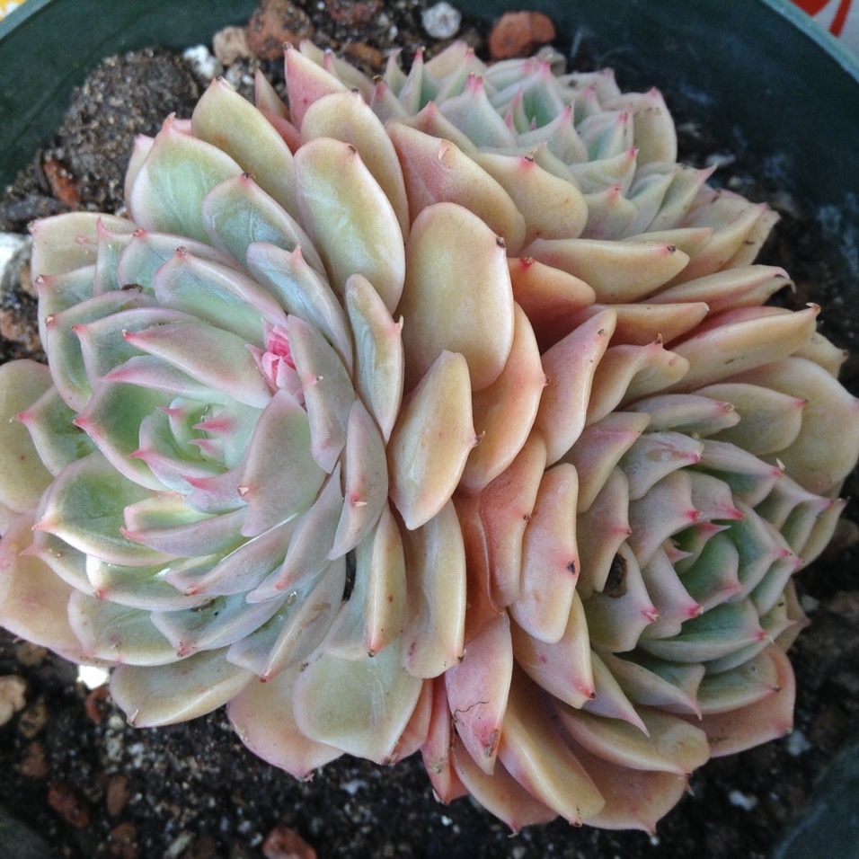 Echeveria Onslow in the GardenTags plant encyclopedia