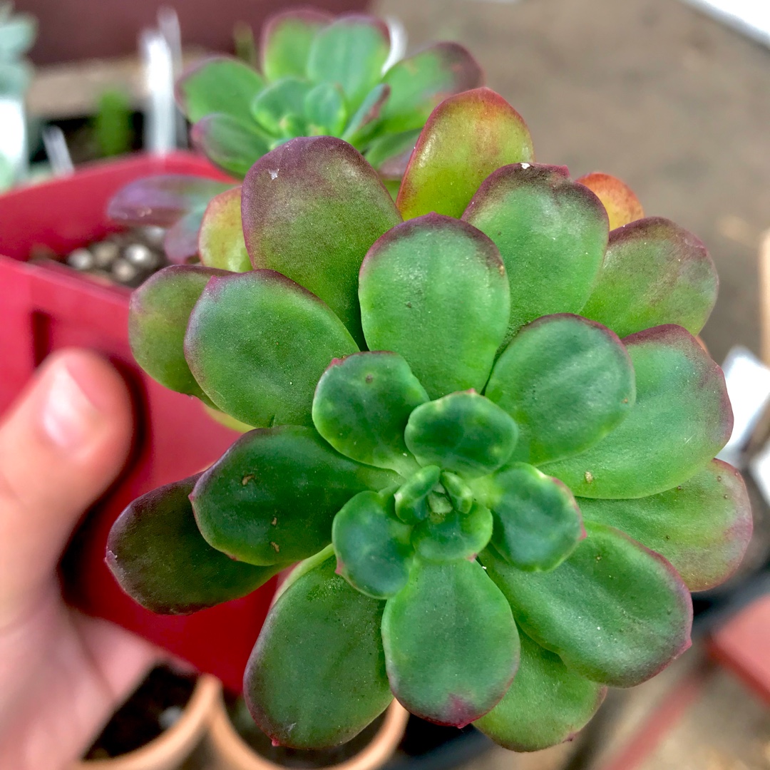 Echeveria Skinneri in the GardenTags plant encyclopedia