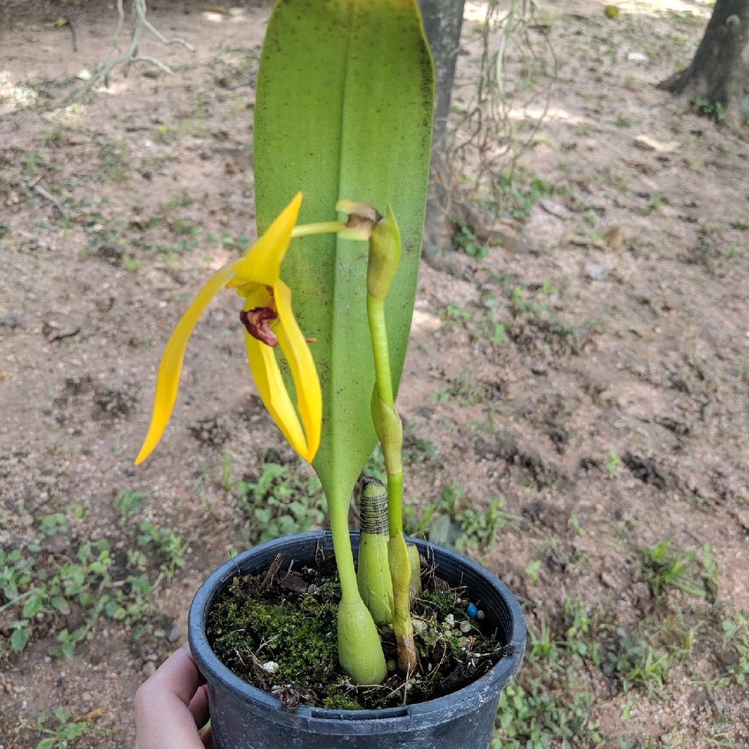 Bulbophyllum Michael Wright in the GardenTags plant encyclopedia