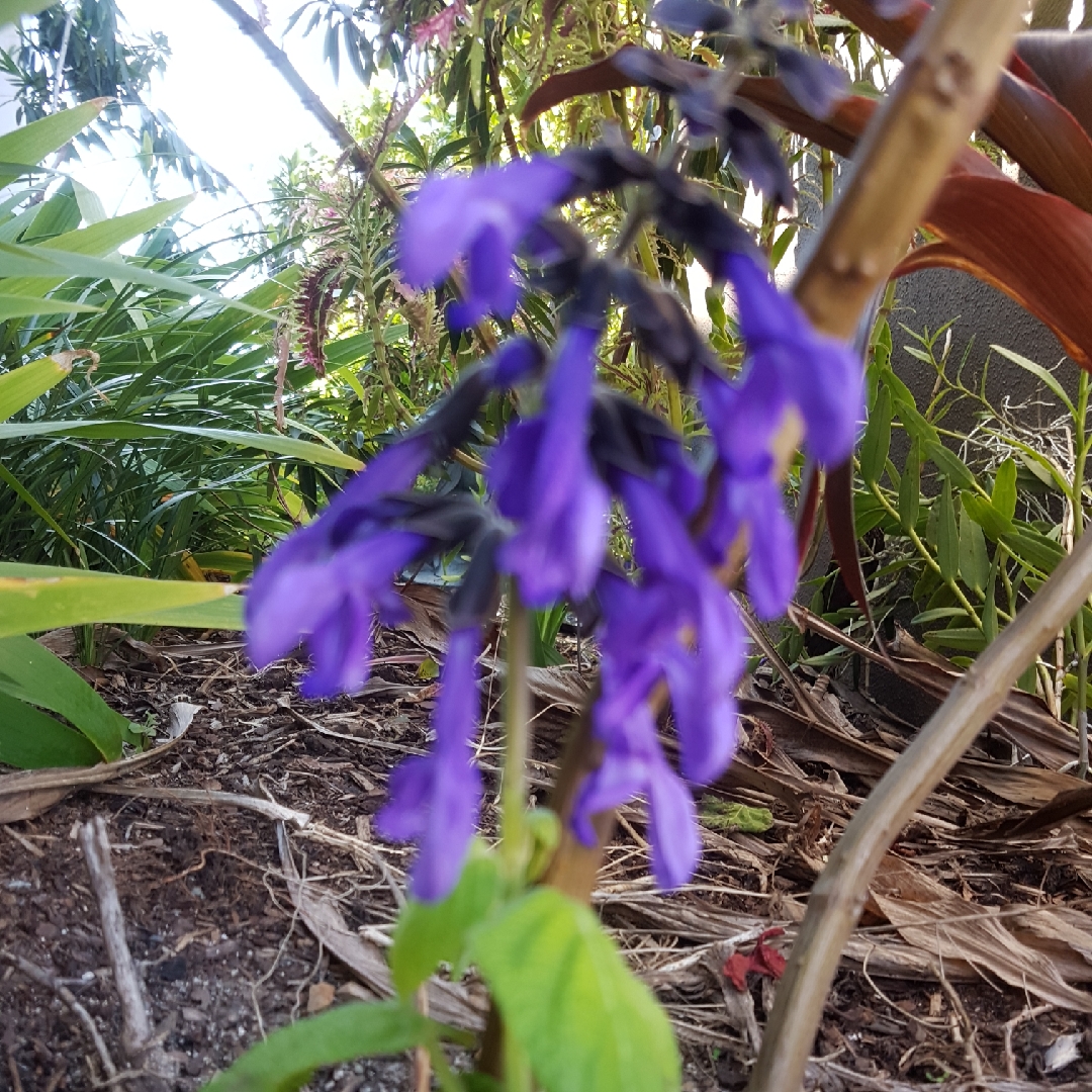 Salvia Costa Rica Blue in the GardenTags plant encyclopedia