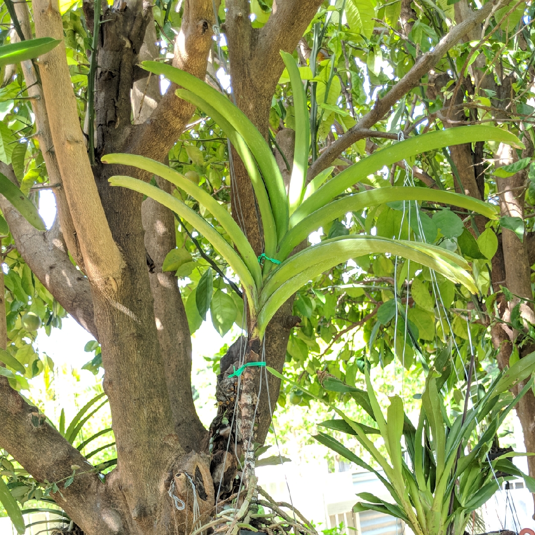 Vanda Orchid Vivian x Ascocenda Suksamran Gold in the GardenTags plant encyclopedia