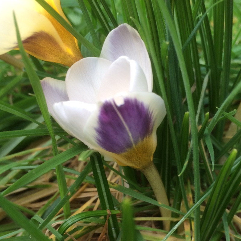 Crocus Blue Bird in the GardenTags plant encyclopedia