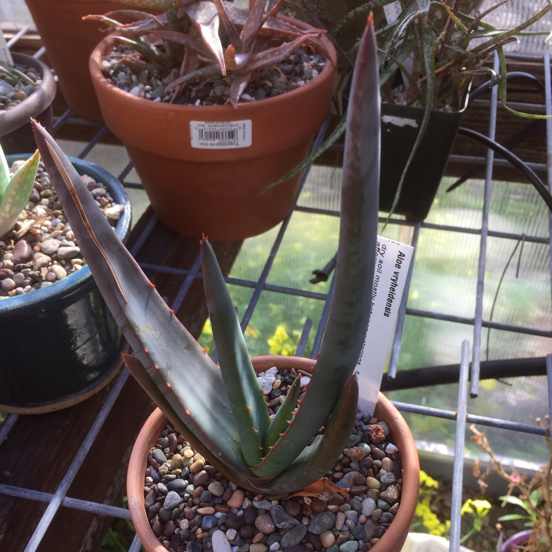 Brown Aloe in the GardenTags plant encyclopedia