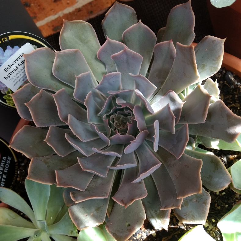 Echeveria Gunsyn in the GardenTags plant encyclopedia