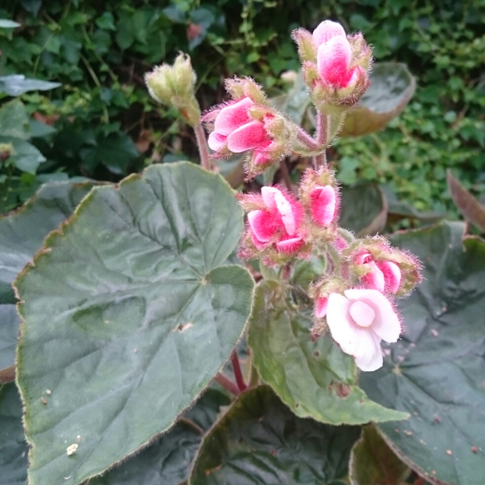 Elephant Ear Begonia in the GardenTags plant encyclopedia