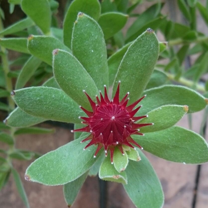 Pincushon Protea in the GardenTags plant encyclopedia