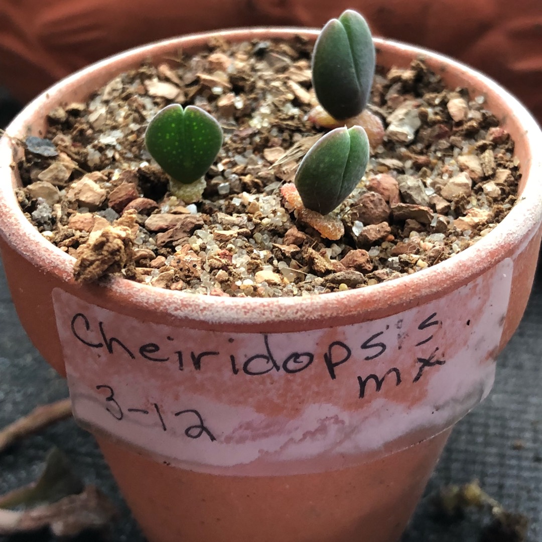 Cheiridopsis in the GardenTags plant encyclopedia