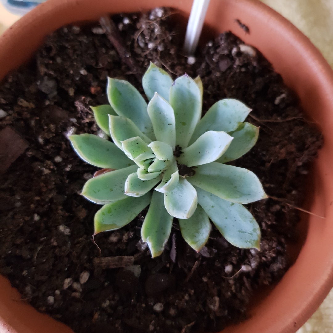 Echeveria Cuspidata in the GardenTags plant encyclopedia