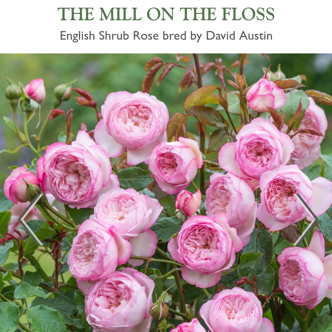 Rose The Mill On The Floss (Shrub) in the GardenTags plant encyclopedia