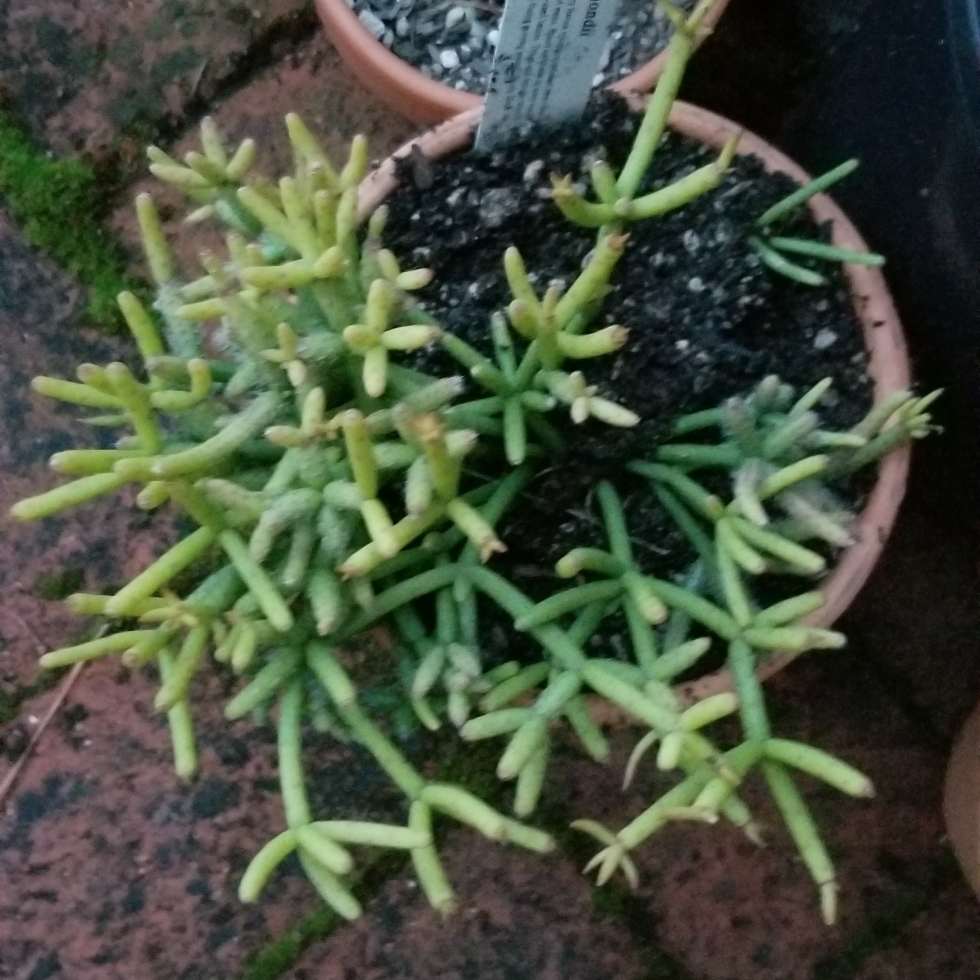 Mistletoe Cactus in the GardenTags plant encyclopedia