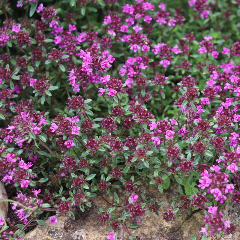 Pink Thyme in the GardenTags plant encyclopedia