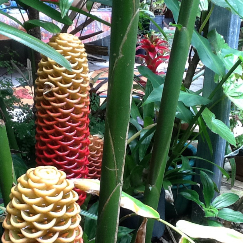 Beehive Ginger in the GardenTags plant encyclopedia