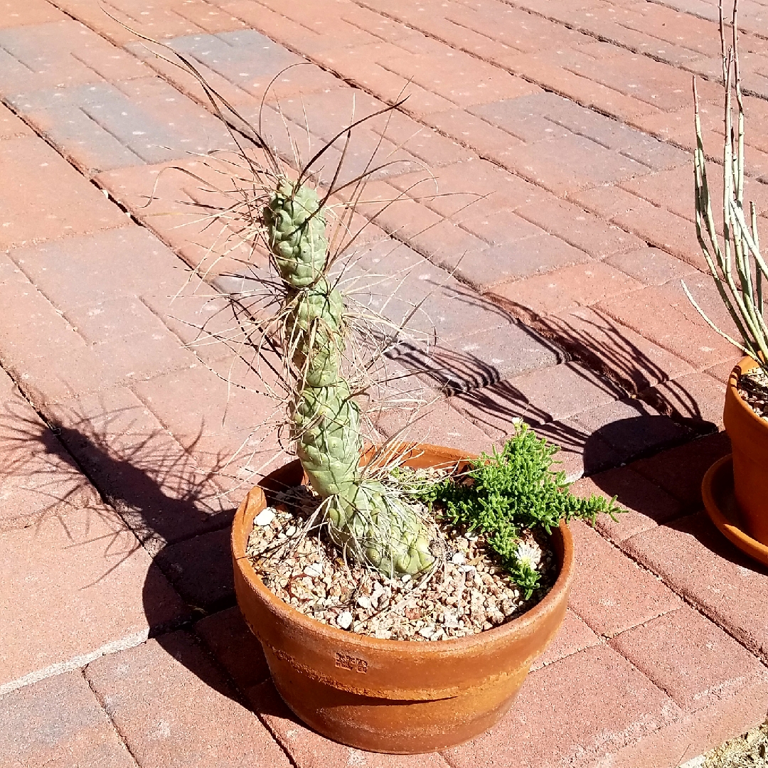 Tephrocactus aoracanthus in the GardenTags plant encyclopedia