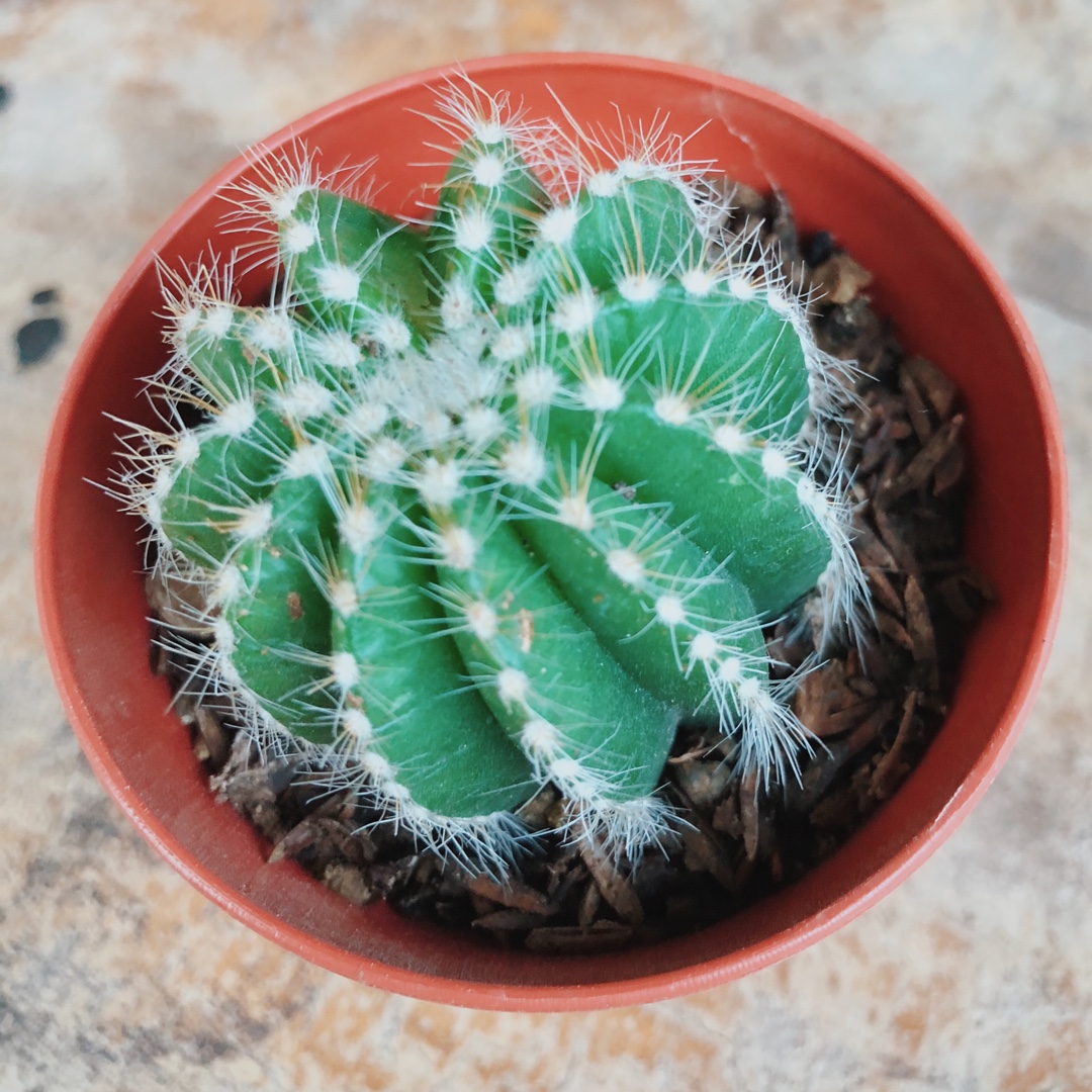 Balloon Cactus in the GardenTags plant encyclopedia