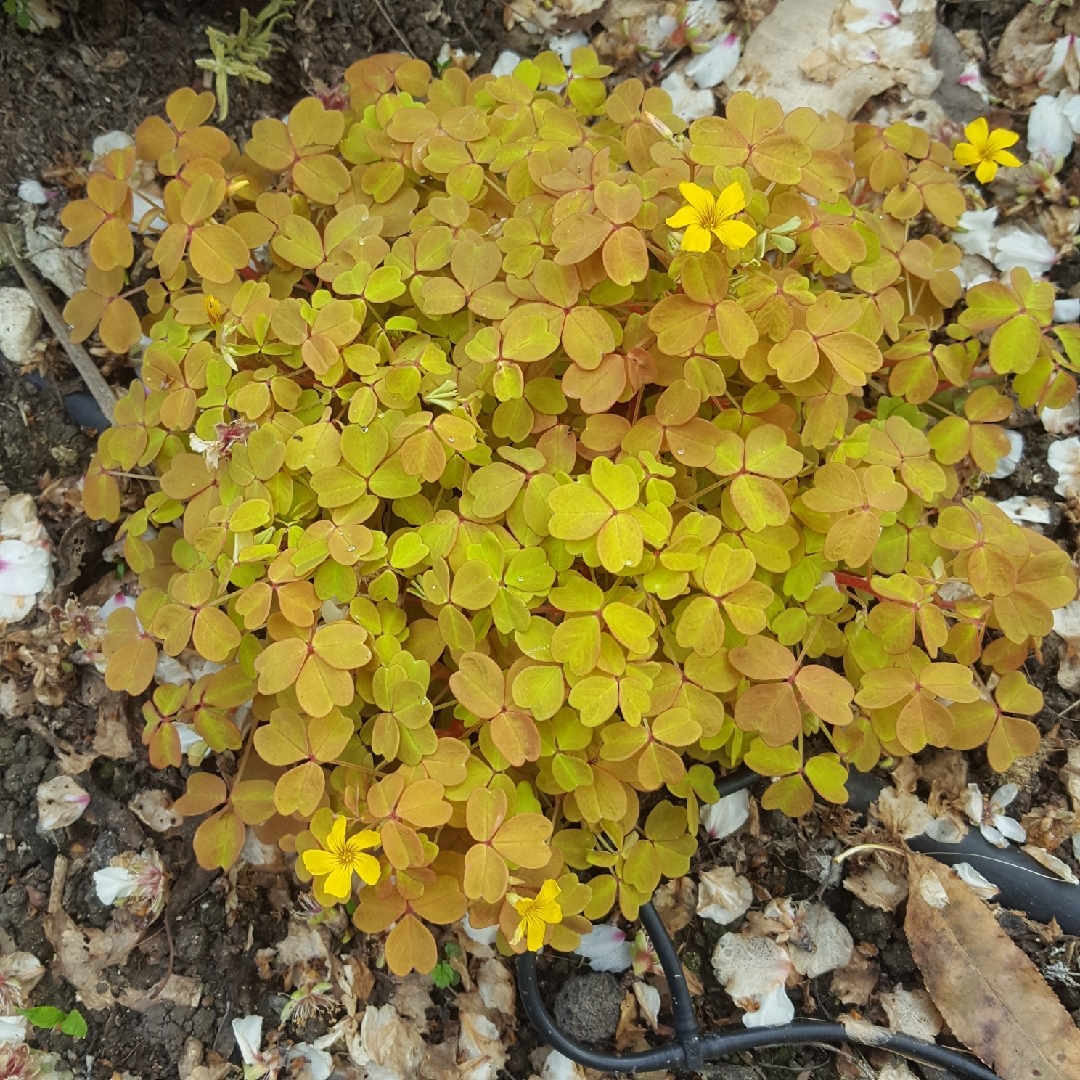 Oxalis Sunset Velvet in the GardenTags plant encyclopedia