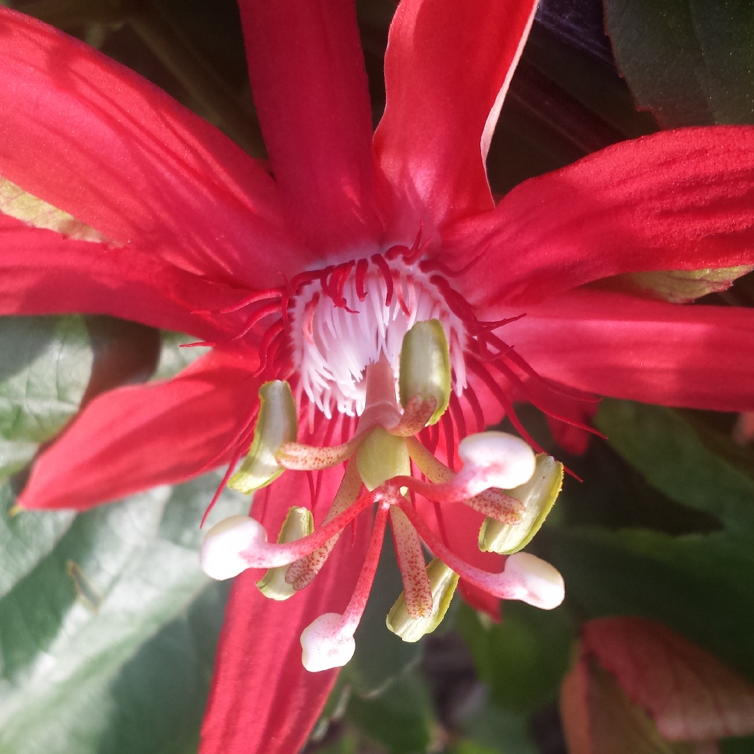 Red Passion Flower in the GardenTags plant encyclopedia