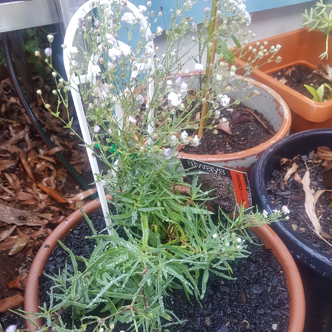 Babys Breath Festival Pink in the GardenTags plant encyclopedia