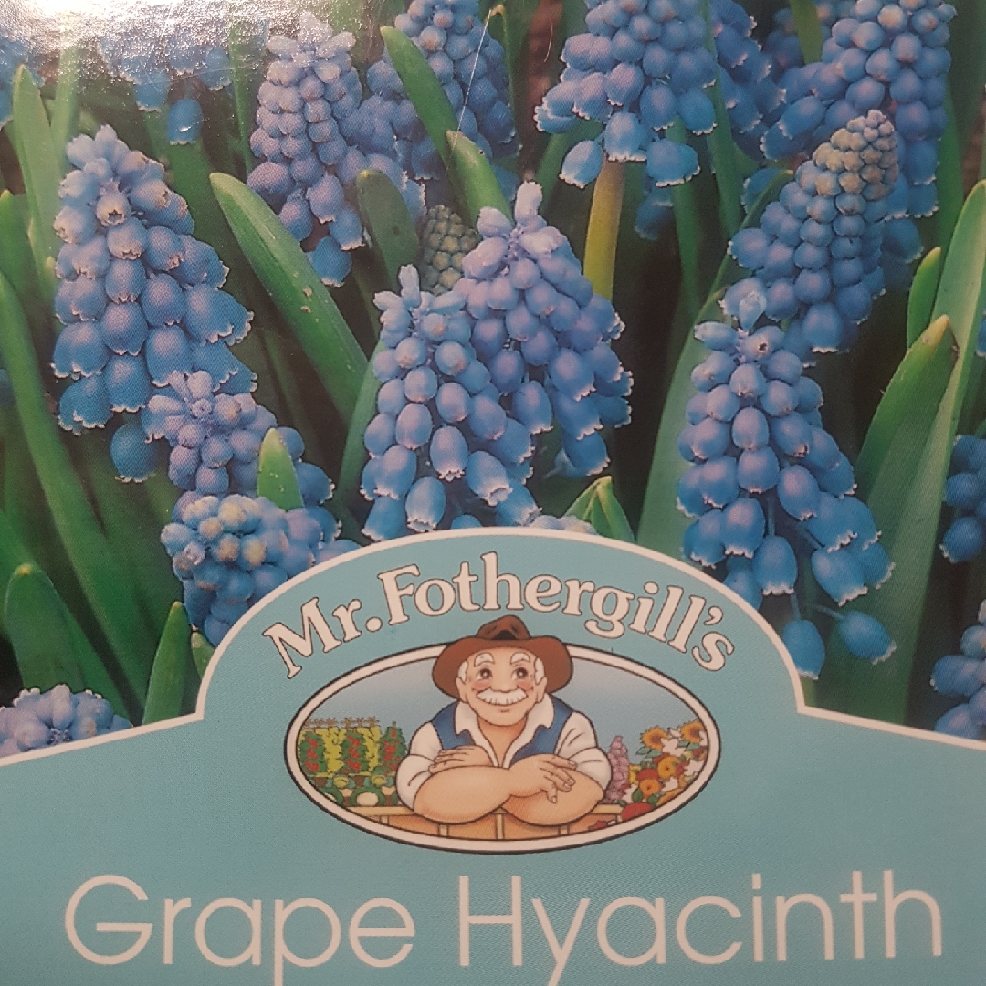 Grape Hyacinth Heavenly Blue in the GardenTags plant encyclopedia