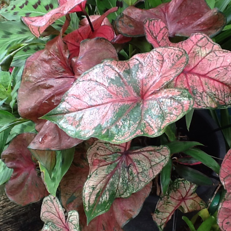 Elephant Ear Pink Cloud in the GardenTags plant encyclopedia