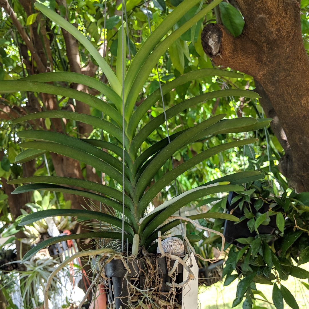 Vanda Orchid Pakchong Blue x Tessellata in the GardenTags plant encyclopedia