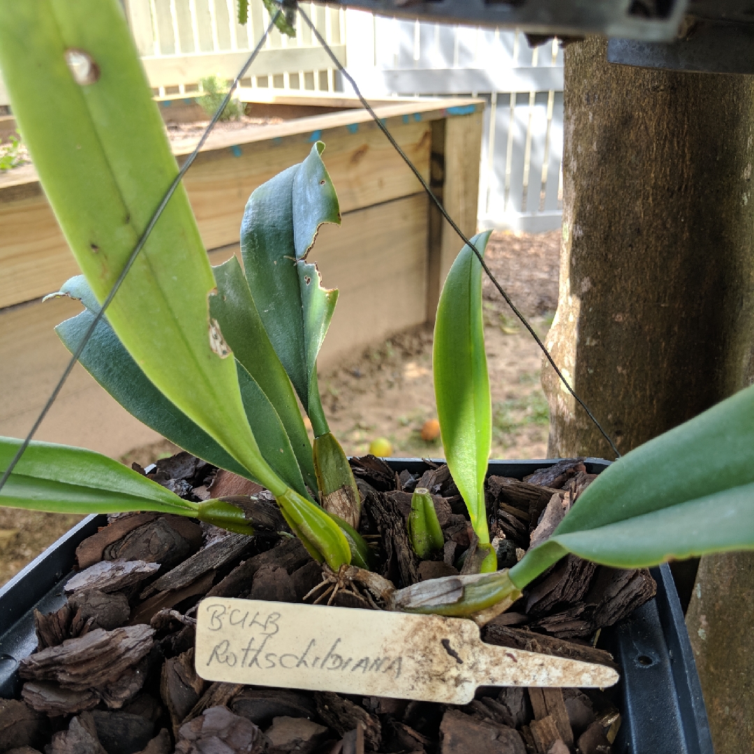 Bulbophyllum rothschildianum in the GardenTags plant encyclopedia