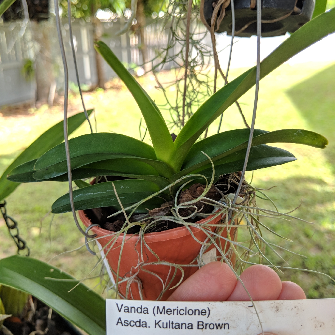 Ascocenda Kultana Brown in the GardenTags plant encyclopedia