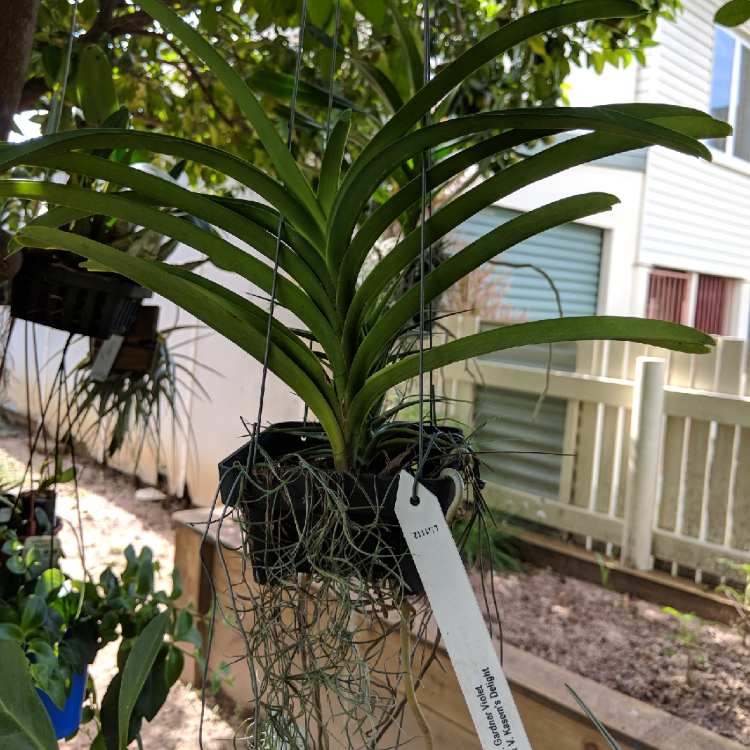 Vanda 'Gardner Violet' x 'Kasem's Delight', Vanda Orchid 'Gardner ...